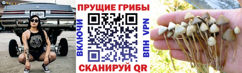 закладки  Балабаново  Галлюциногенные грибы MAGIC MUSHROOMS 